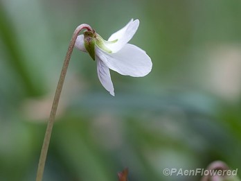 Flower spur
